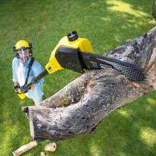 Professional Tree Removal and Landscaping Services in Leon Valley, TX